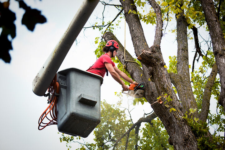 Tree Removal by GF Amador Tree Services & Complete landscaping LLC