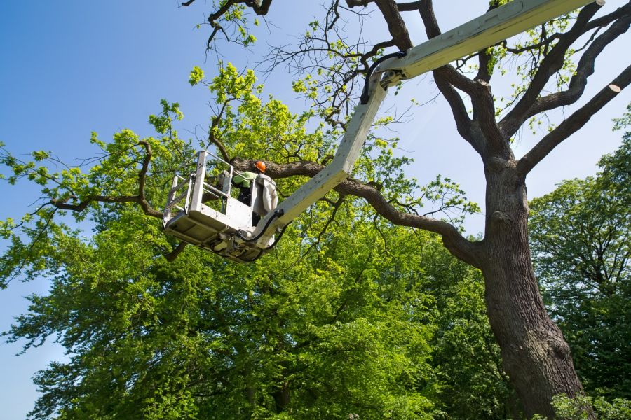 Tree Services by GF Amador Tree Services & Complete landscaping LLC