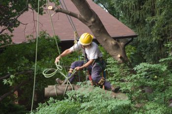 Tree Removal in Congo, Pennsylvania by GF Amador Tree Services & Complete landscaping LLC