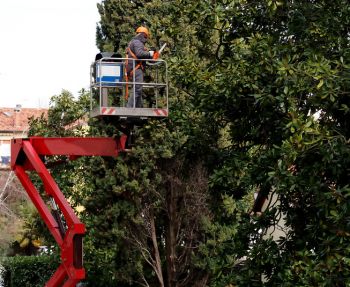 Tree Services in Collegeville, Pennsylvania by GF Amador Tree Services & Complete landscaping LLC