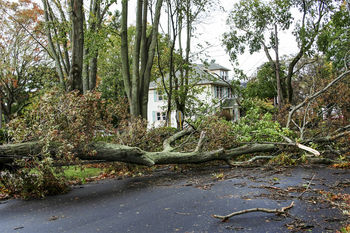 Storm damage cleanup in Worcester, Pennsylvania by GF Amador Tree Services & Complete landscaping LLC