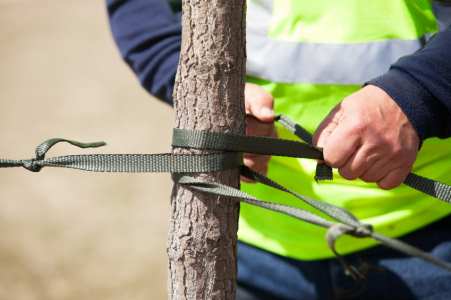 Tree cabling and bracing by GF Amador Tree Services & Complete landscaping LLC