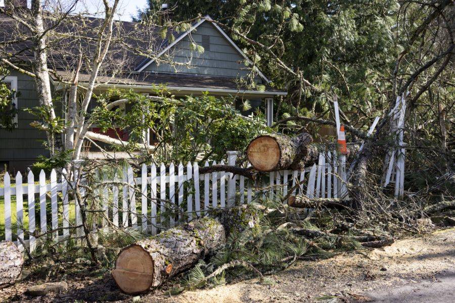 Tree Removal by GF Amador Tree Services & Complete landscaping LLC